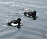 Tufted Duck 9Y097D-011